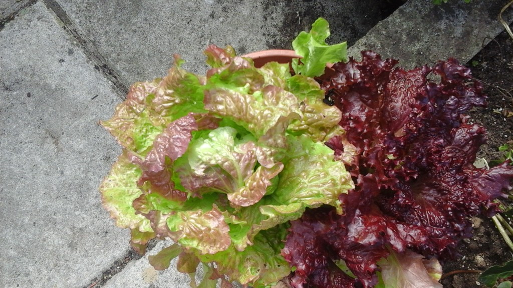 Variety of lettuce by arthurclark