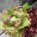 Variety of lettuce by arthurclark