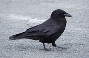 13th Jun 2019 - Northwestern Crow