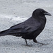 Northwestern Crow by annepann