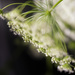 Queen Anne's lace by jernst1779