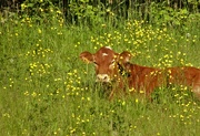 2nd Jul 2019 - A Jersey Cow in a field of Buttercups 