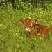 A Jersey Cow in a field of Buttercups  by radiogirl