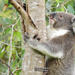 meet Dodge by koalagardens