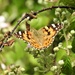 Painted Lady ..................... by susiemc