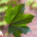 Maple Leaf by mgmurray