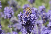 2nd Jul 2019 - Bee on lavender