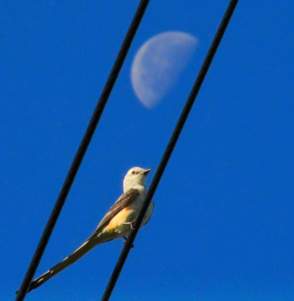The Scissor-Tailed Flycatcher Sat Under the Moon by kareenking