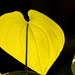 Sunlit Leaf! by rickster549