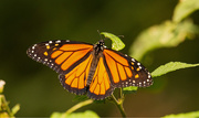 2nd Jul 2019 - Monarch Butterfly!