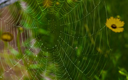 2nd Jul 2019 - A Web in Ruth's Garden