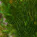 A Web in Ruth's Garden by taffy