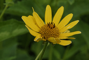 2nd Jul 2019 - sunflower closeup