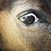 Horse’s eye by mastermek