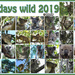 30 wild koala days by koalagardens