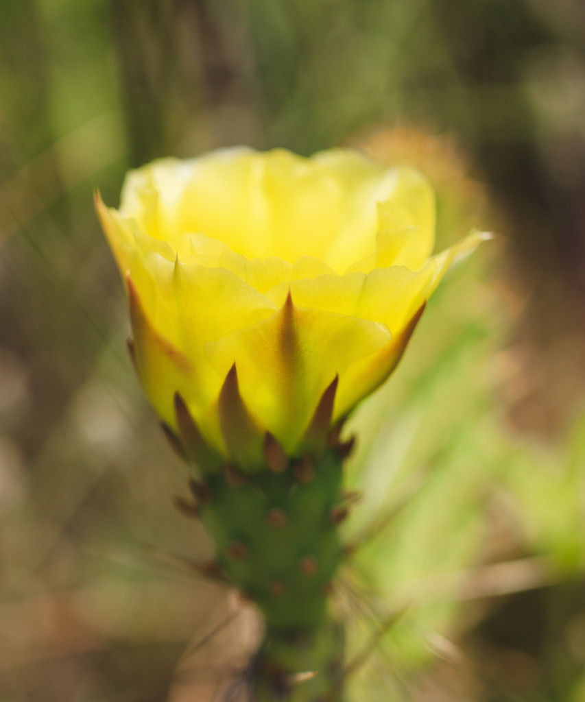 cactus flower by aecasey