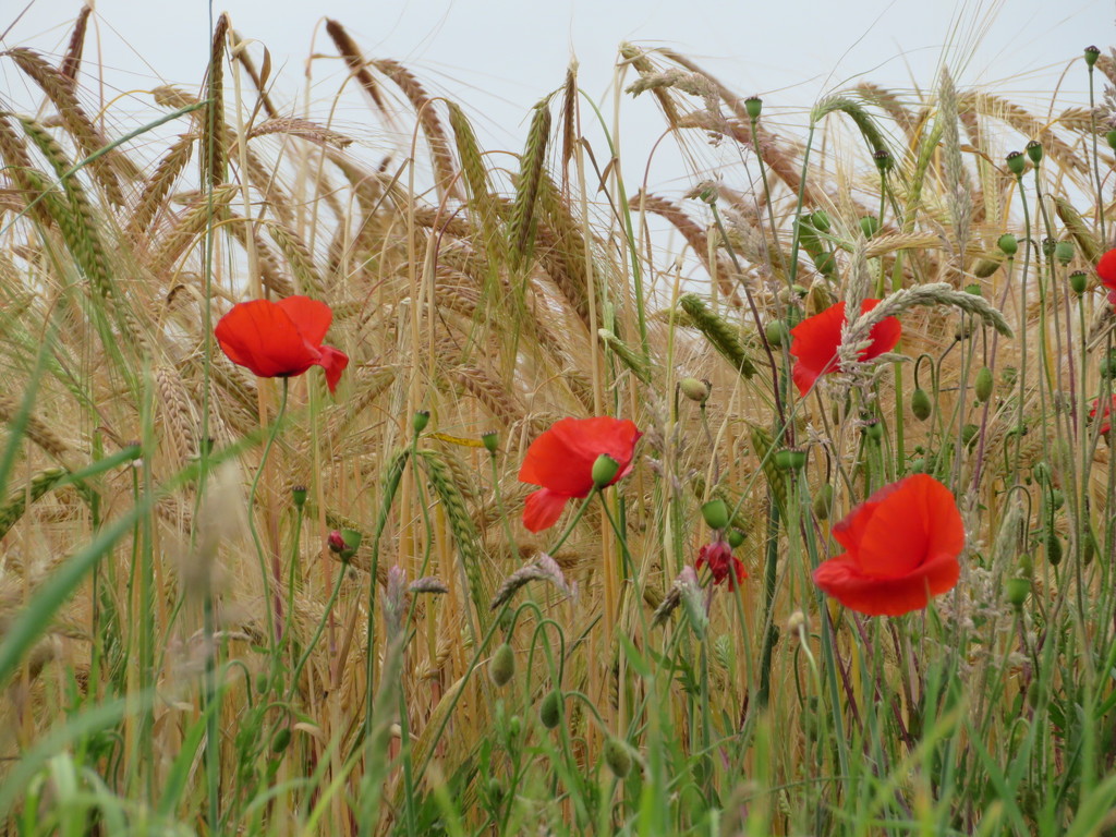 Poppies at the field edge by lellie
