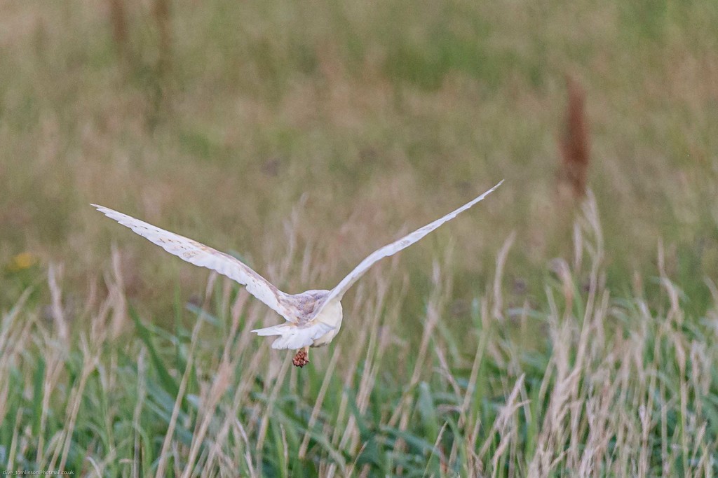 Barn Owl doing what it always does at the moment-leaving by padlock