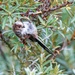 Long-tailed tit by padlock