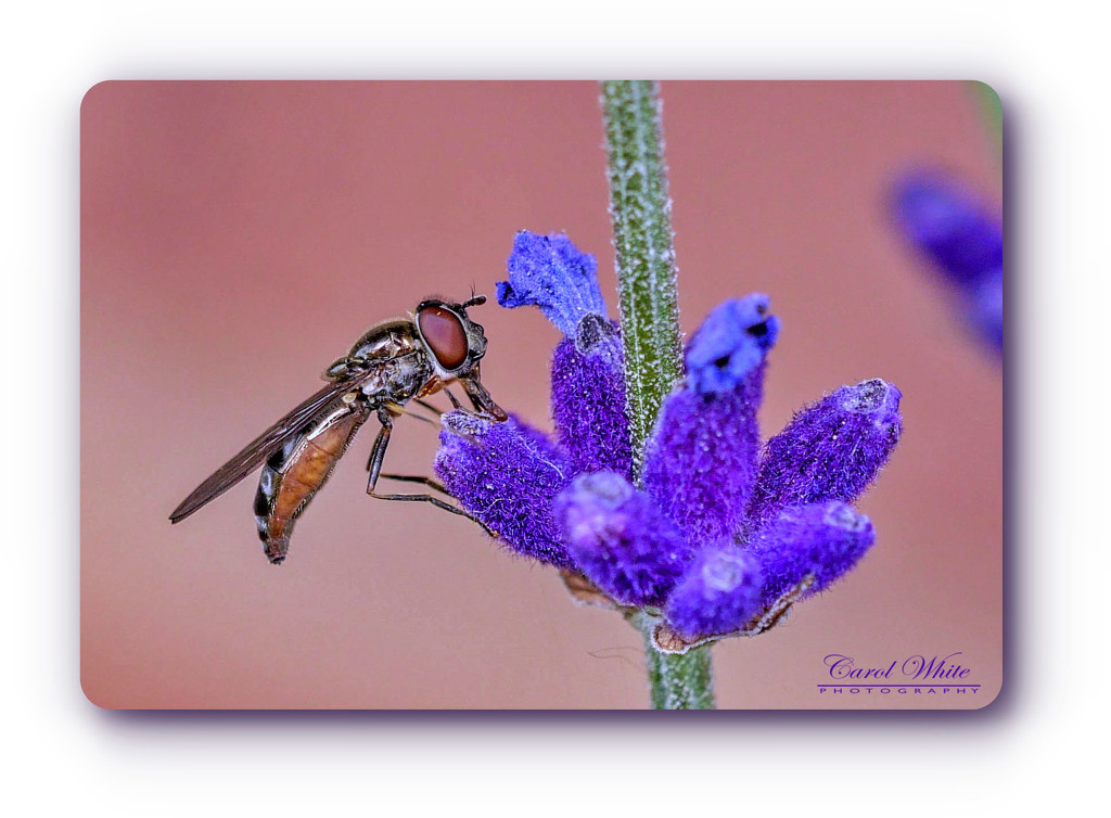 Hoverfly And Lavender by carolmw