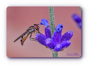 3rd Jul 2019 - Hoverfly And Lavender