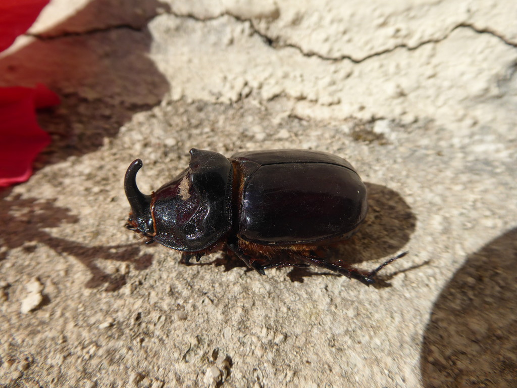 Stag beetle?  by chimfa