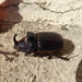 Stag beetle?  by chimfa