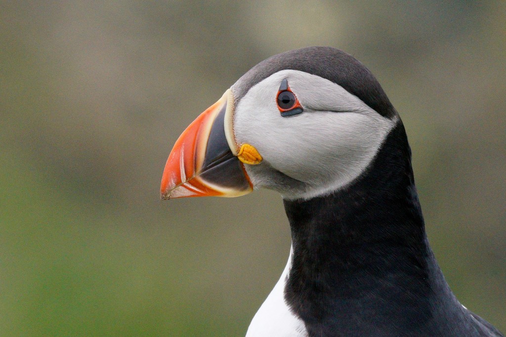 PUFFIN PROFILE  by markp