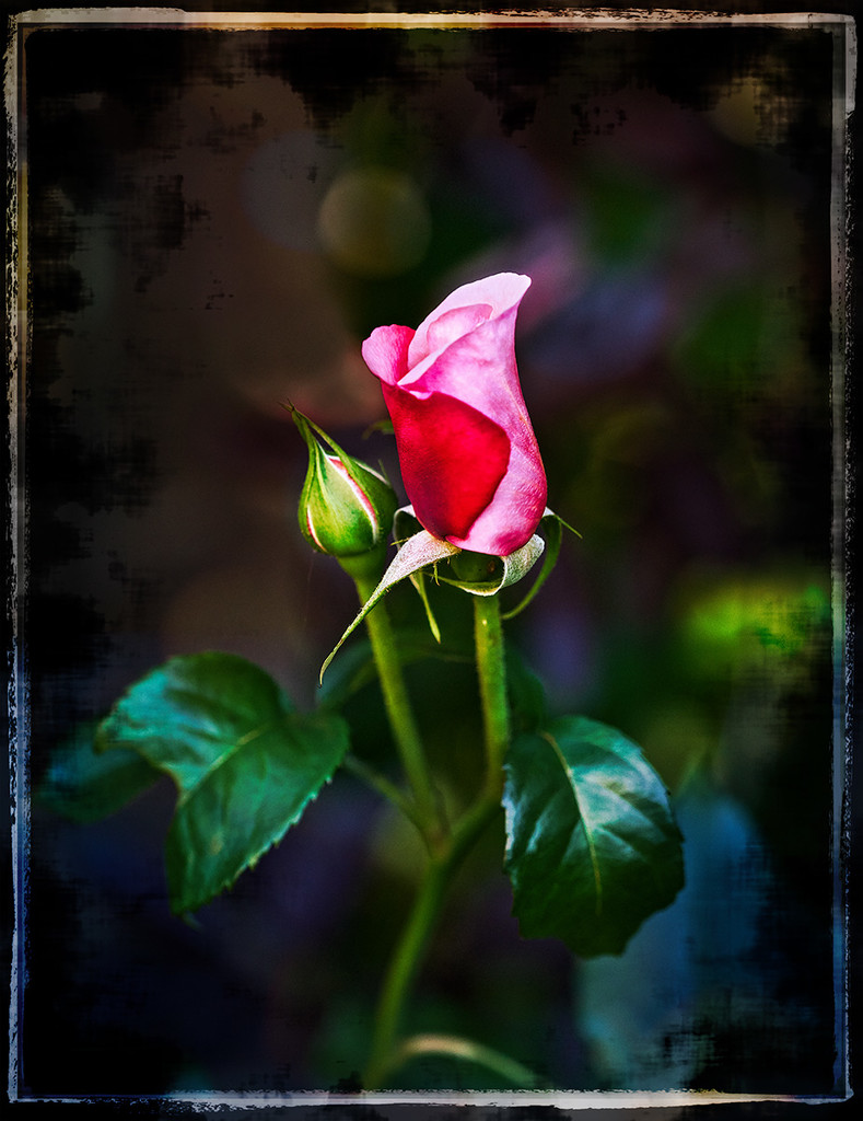 Midnight Rose by gardencat