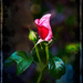 Midnight Rose by gardencat