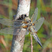 Four-spotted Chaser by philhendry