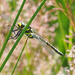 Golden Ringed Dragonfly by philhendry