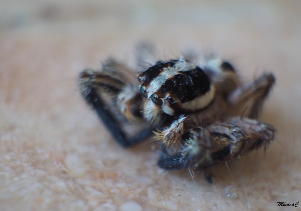 Jumping spider by monicac