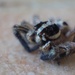 Jumping spider by monicac