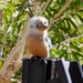Blue wing kookaburra by judithdeacon