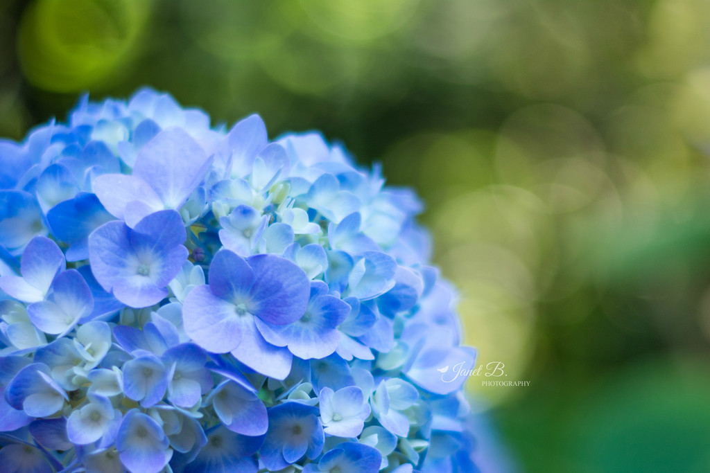 Blue by janetb