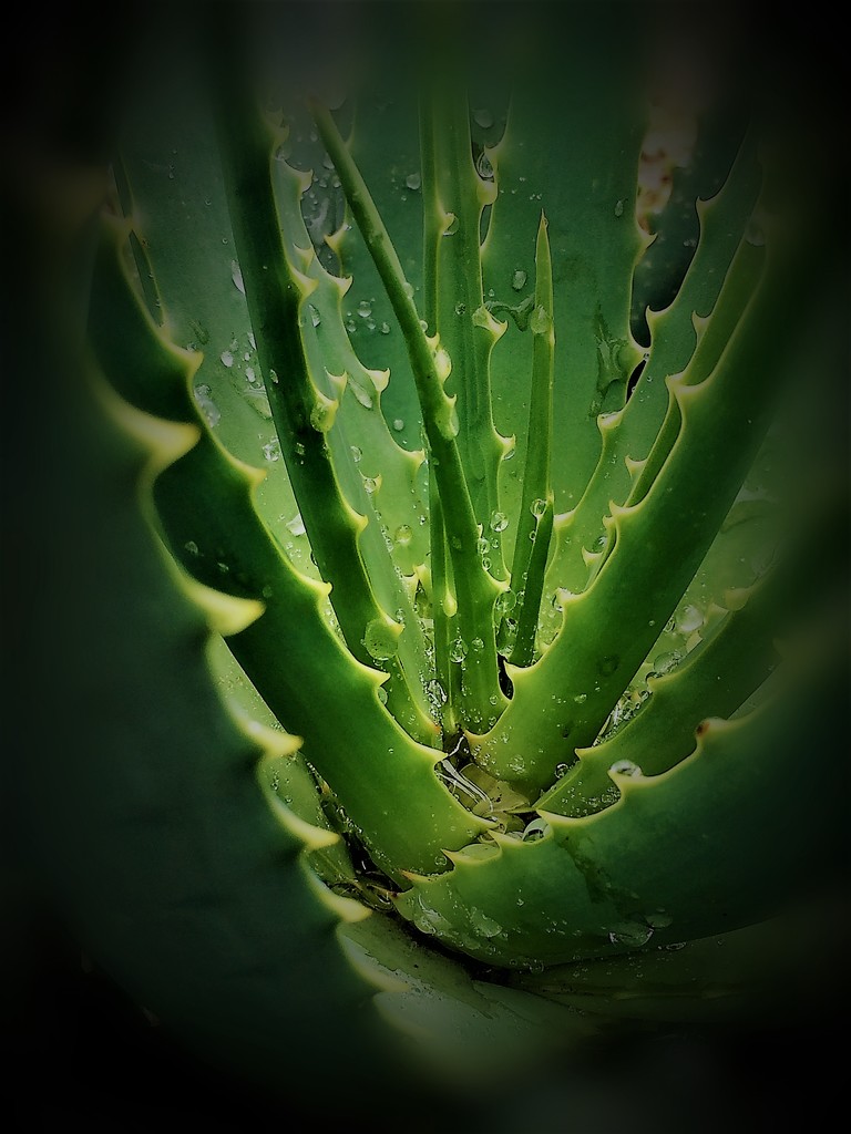 In a prickly frame of mind by lmsa