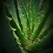 In a prickly frame of mind by lmsa