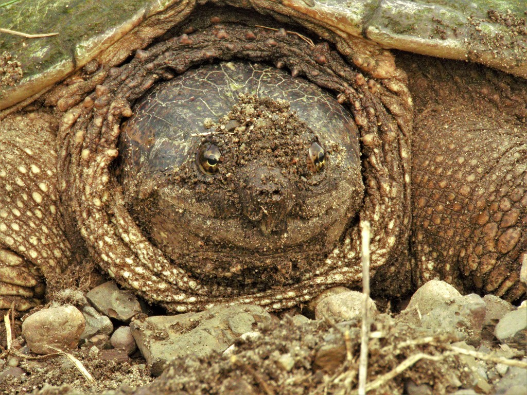 Snapping Turtle  by radiogirl