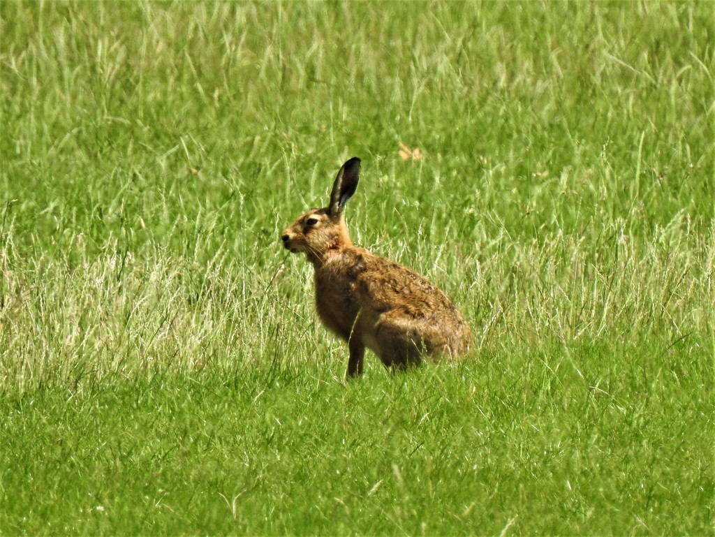 This is a Hare!! by susiemc