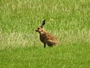3rd Jul 2019 - This is a Hare!!