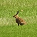 This is a Hare!! by susiemc
