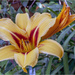 Asiatic Lily  by pcoulson