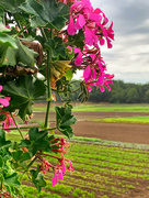 3rd Jul 2019 - fields at the farm stand