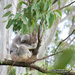 Dodge day 2 by koalagardens