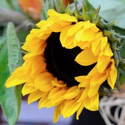 3rd Jul 2019 - Sunflower