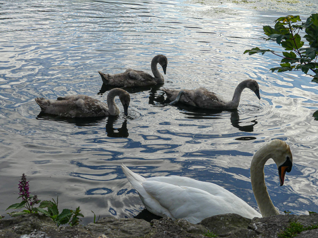 3 cygnets and Dad by frequentframes