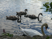 3rd Jul 2019 - 3 cygnets and Dad