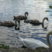 3 cygnets and Dad by frequentframes