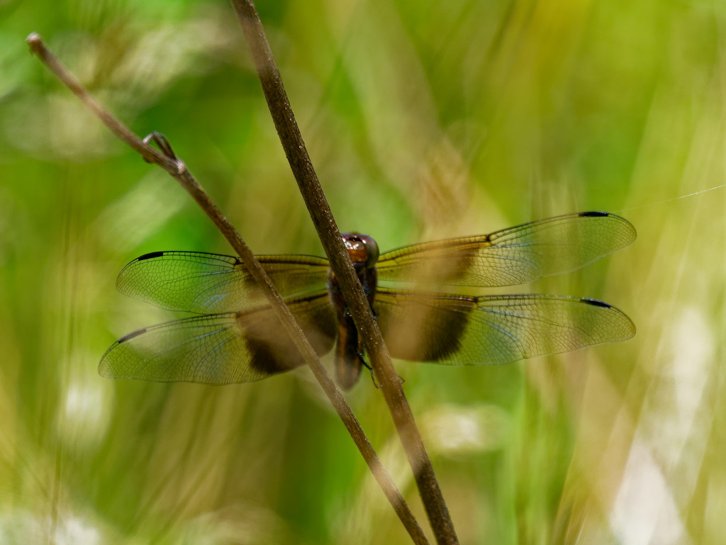 brown dragonfly by rminer